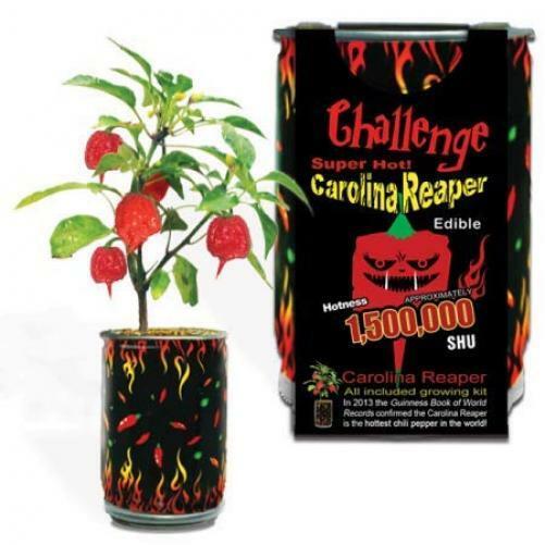 Challenge Super Hot Carolina Reaper Plant Kit one-size, one color 