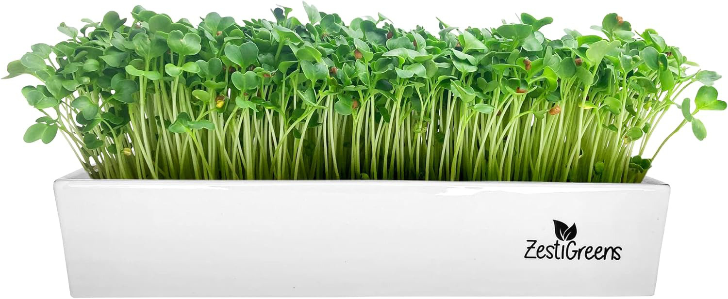 Self Watering Ceramic Indoor Microgreens Growing Kit – Organic Micro Greens Kit